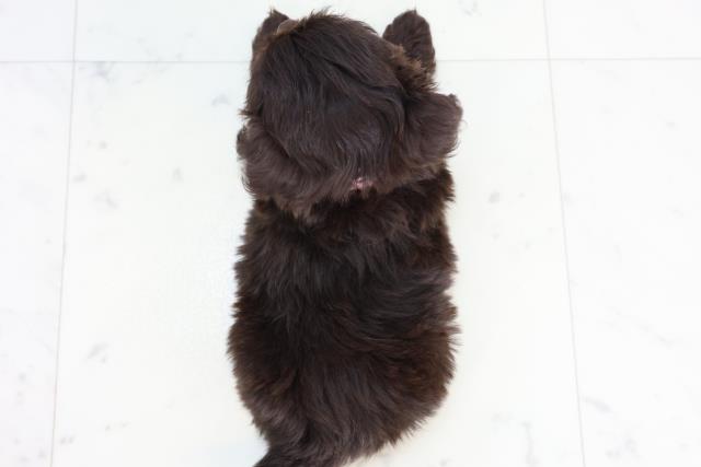 福岡県のチワプー/プーチー(チワワ×プードル) (Coo&RIKUゆめタウン飯塚店/2025年10月25日生まれ/女の子/チョコレートホワイト)の子犬の4枚目の画像