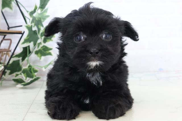 福岡県のチワプー/プーチー(チワワ×プードル) (Coo&RIKUフォレストシティ春日店/2025年10月25日生まれ/女の子/ブラックホワイト)の子犬