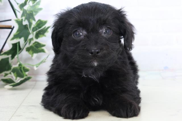 高知県のチワプー/プーチー(チワワ×プードル) (Coo&RIKU高知御座店/2025年10月25日生まれ/女の子/ブラック)の子犬の1枚目の画像