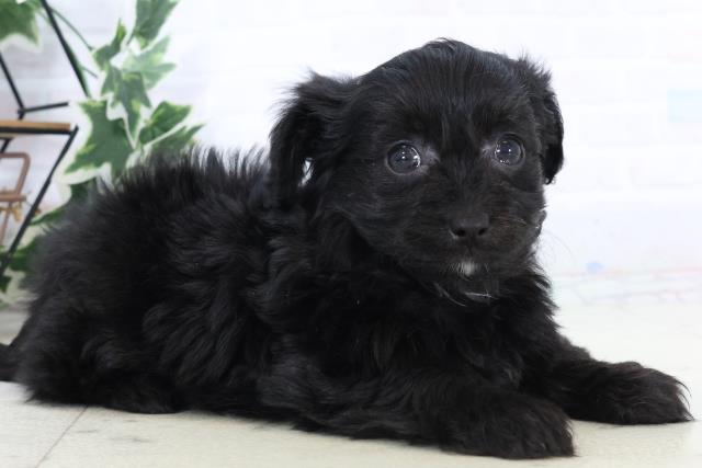 高知県のチワプー/プーチー(チワワ×プードル) (Coo&RIKU高知御座店/2025年10月25日生まれ/女の子/ブラック)の子犬の2枚目の画像