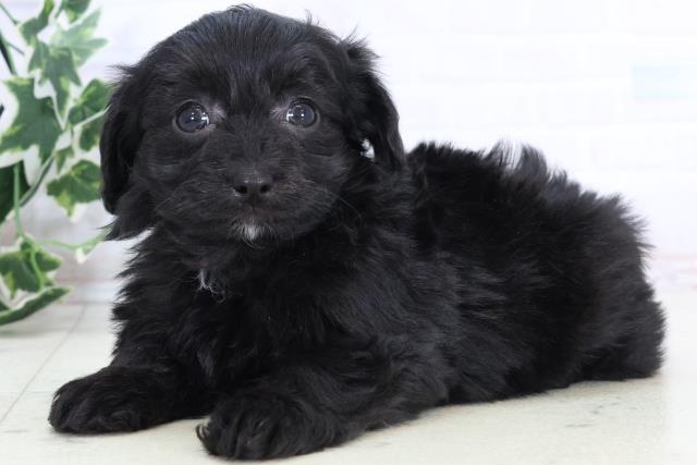 高知県のチワプー/プーチー(チワワ×プードル) (Coo&RIKU高知御座店/2025年10月25日生まれ/女の子/ブラック)の子犬の3枚目の画像