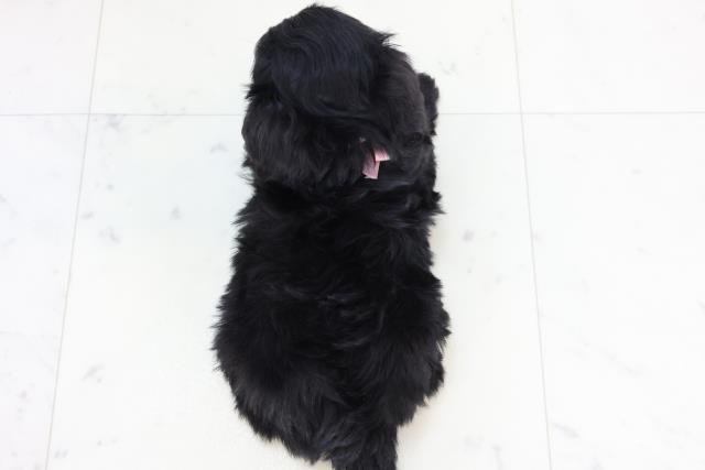 高知県のチワプー/プーチー(チワワ×プードル) (Coo&RIKU高知御座店/2025年10月25日生まれ/女の子/ブラック)の子犬の4枚目の画像