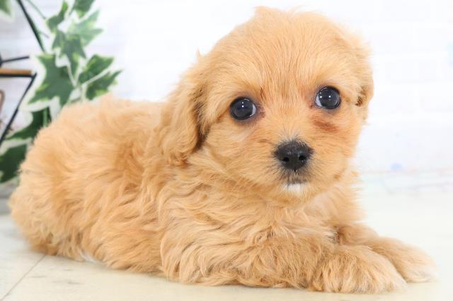 山口県のチワプー/プーチー(チワワ×プードル) (Coo&RIKUシーモール下関店/2025年10月23日生まれ/女の子/アプリコット)の子犬の2枚目の画像