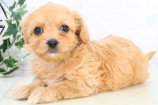 山口県のチワプー/プーチー(チワワ×プードル) (Coo&RIKUシーモール下関店/2025年10月23日生まれ/女の子/アプリコット)の子犬の3枚目の画像