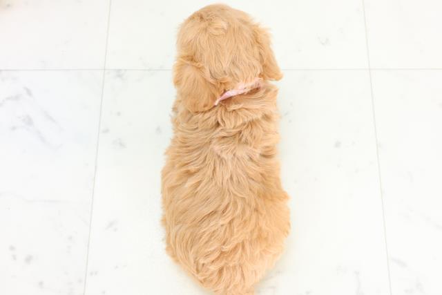 山口県のチワプー/プーチー(チワワ×プードル) (Coo&RIKUシーモール下関店/2025年10月23日生まれ/女の子/アプリコット)の子犬の4枚目の画像