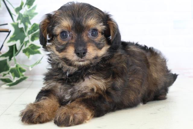 山口県のチワプー/プーチー(チワワ×プードル) (Coo&RIKUシーモール下関店/2025年10月23日生まれ/男の子/フォーンホワイト)の子犬の3枚目の画像