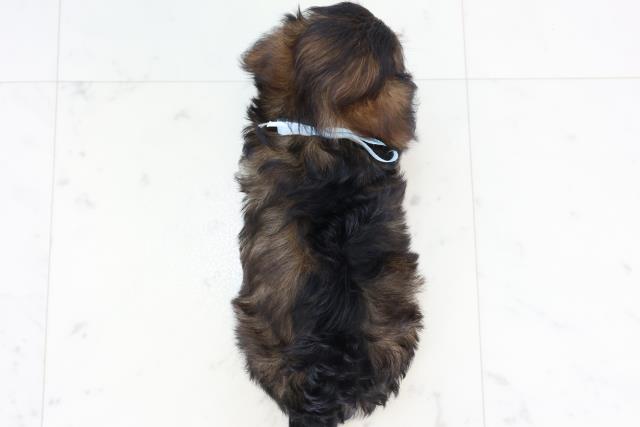 山口県のチワプー/プーチー(チワワ×プードル) (Coo&RIKUシーモール下関店/2025年10月23日生まれ/男の子/フォーンホワイト)の子犬の4枚目の画像