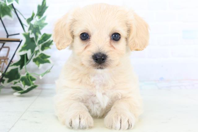 島根県のチワプー/プーチー(チワワ×プードル) (Coo&RIKU出雲店/2025年10月23日生まれ/男の子/クリーム)の子犬の1枚目の画像