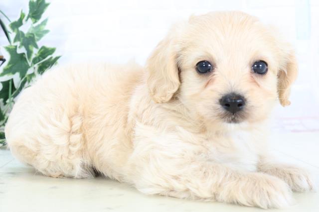 島根県のチワプー/プーチー(チワワ×プードル) (Coo&RIKU出雲店/2025年10月23日生まれ/男の子/クリーム)の子犬の2枚目の画像