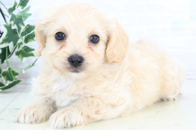 島根県のチワプー/プーチー(チワワ×プードル) (Coo&RIKU出雲店/2025年10月23日生まれ/男の子/クリーム)の子犬の3枚目の画像