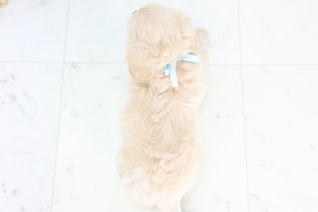 島根県のチワプー/プーチー(チワワ×プードル) (Coo&RIKU出雲店/2025年10月23日生まれ/男の子/クリーム)の子犬の4枚目の画像
