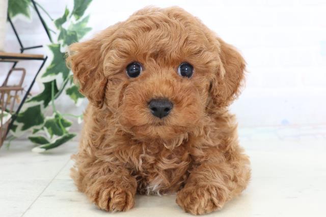 愛媛県のトイプードル(トイ) (Coo&RIKUイオンタウン川之江店/2025年10月25日生まれ/男の子/レッド)の子犬の1枚目の画像