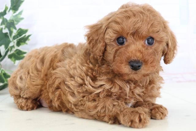 愛媛県のトイプードル(トイ) (Coo&RIKUイオンタウン川之江店/2025年10月25日生まれ/男の子/レッド)の子犬の2枚目の画像