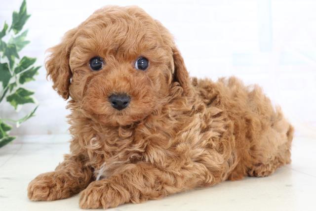 愛媛県のトイプードル(トイ) (Coo&RIKUイオンタウン川之江店/2025年10月25日生まれ/男の子/レッド)の子犬の3枚目の画像