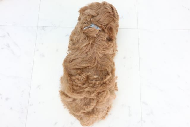 愛媛県のトイプードル(トイ) (Coo&RIKUイオンタウン川之江店/2025年10月25日生まれ/男の子/レッド)の子犬の4枚目の画像