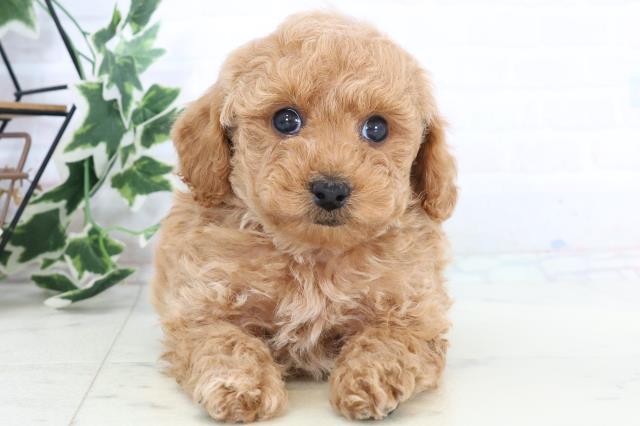 島根県のトイプードル(トイ) (Coo&RIKU出雲店/2025年10月25日生まれ/女の子/アプリコット)の子犬の1枚目の画像