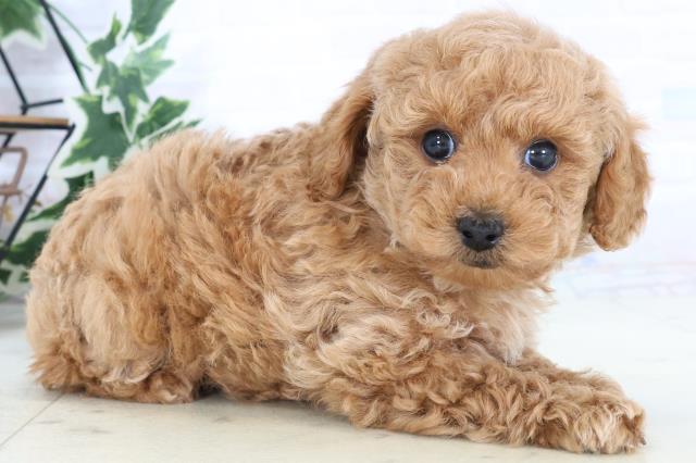 島根県のトイプードル(トイ) (Coo&RIKU出雲店/2025年10月25日生まれ/女の子/アプリコット)の子犬の2枚目の画像