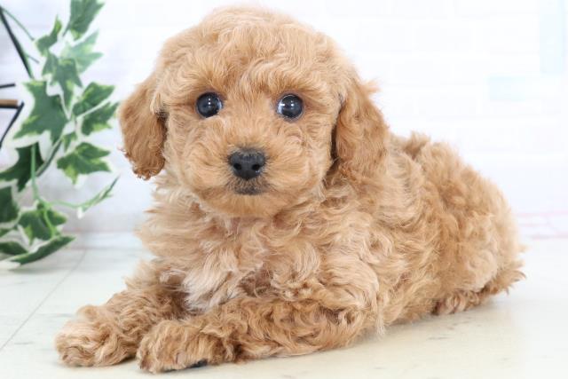 島根県のトイプードル(トイ) (Coo&RIKU出雲店/2025年10月25日生まれ/女の子/アプリコット)の子犬の3枚目の画像