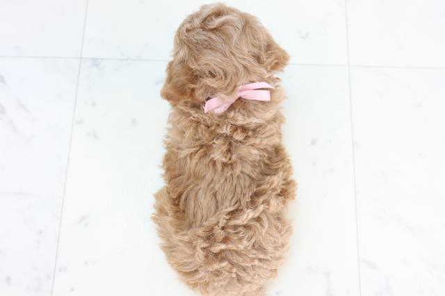 島根県のトイプードル(トイ) (Coo&RIKU出雲店/2025年10月25日生まれ/女の子/アプリコット)の子犬の4枚目の画像
