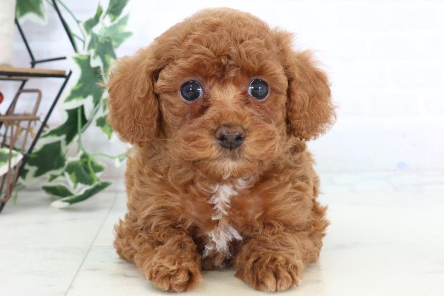 熊本県のトイプードル(トイ) (Coo&RIKUカリーノ玉名店/2025年10月25日生まれ/女の子/レッド)の子犬の1枚目の画像