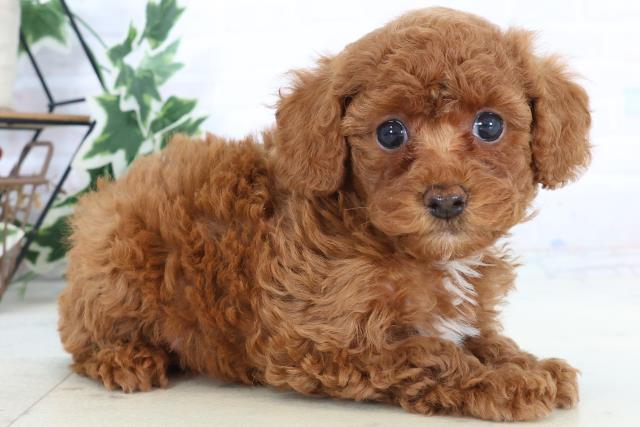 熊本県のトイプードル(トイ) (Coo&RIKUカリーノ玉名店/2025年10月25日生まれ/女の子/レッド)の子犬の2枚目の画像