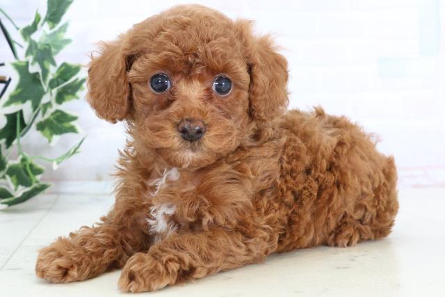 熊本県のトイプードル(トイ) (Coo&RIKUカリーノ玉名店/2025年10月25日生まれ/女の子/レッド)の子犬の3枚目の画像