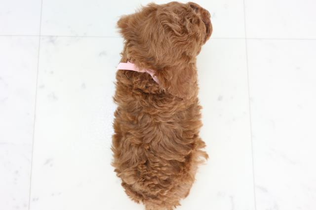 熊本県のトイプードル(トイ) (Coo&RIKUカリーノ玉名店/2025年10月25日生まれ/女の子/レッド)の子犬の4枚目の画像