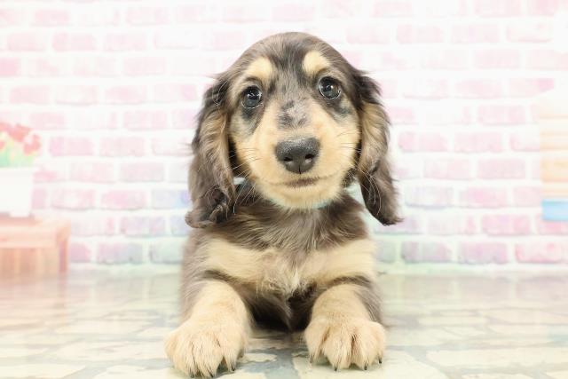 東京都のミニチュアダックスフンド(ロング) (Coo&RIKU東久留米店/2025年10月25日生まれ/男の子/シルバーダップル)の子犬の1枚目の画像