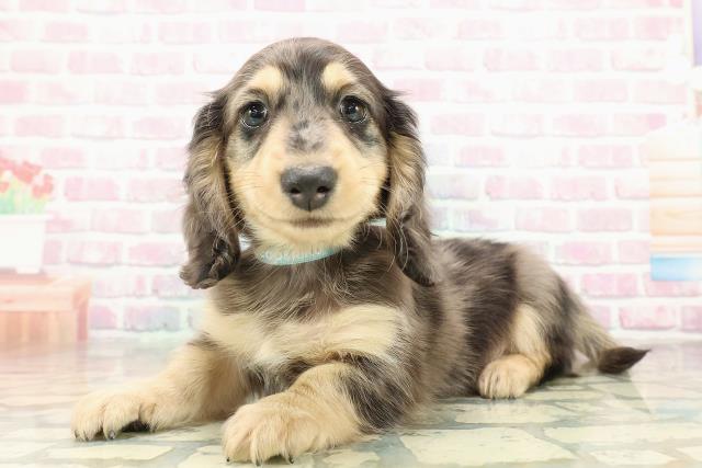 東京都のミニチュアダックスフンド(ロング) (Coo&RIKU東久留米店/2025年10月25日生まれ/男の子/シルバーダップル)の子犬の2枚目の画像