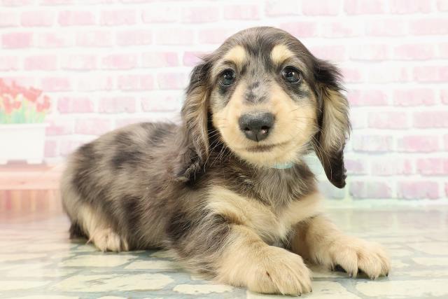 東京都のミニチュアダックスフンド(ロング) (Coo&RIKU東久留米店/2025年10月25日生まれ/男の子/シルバーダップル)の子犬の3枚目の画像