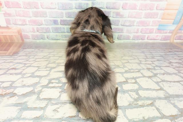 東京都のミニチュアダックスフンド(ロング) (Coo&RIKU東久留米店/2025年10月25日生まれ/男の子/シルバーダップル)の子犬の4枚目の画像