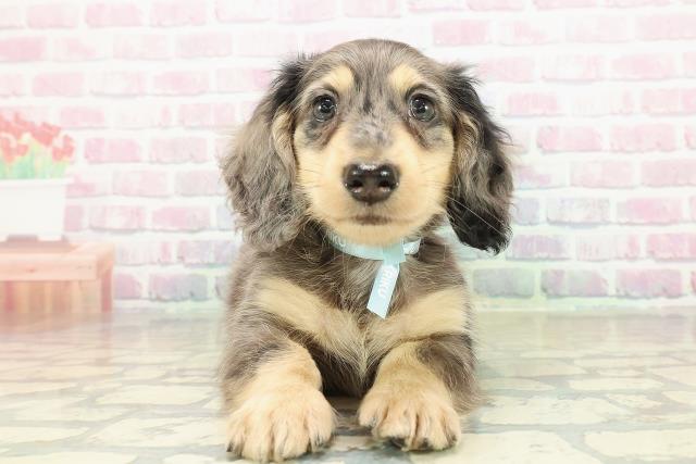 富山県のミニチュアダックスフンド(ロング) (Coo&RIKU富山店/2025年10月25日生まれ/男の子/シルバーダップル)の子犬の1枚目の画像