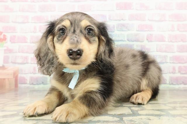 富山県のミニチュアダックスフンド(ロング) (Coo&RIKU富山店/2025年10月25日生まれ/男の子/シルバーダップル)の子犬の2枚目の画像