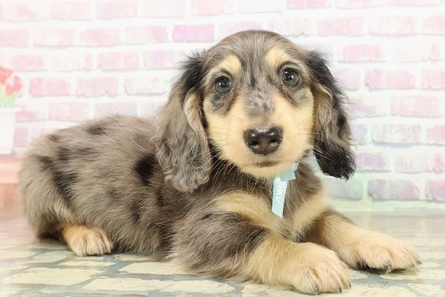 富山県のミニチュアダックスフンド(ロング) (Coo&RIKU富山店/2025年10月25日生まれ/男の子/シルバーダップル)の子犬の3枚目の画像