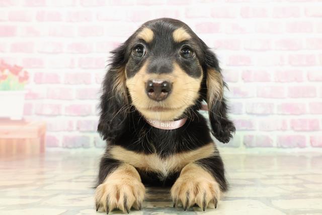 ミニチュア・ダックスフンド