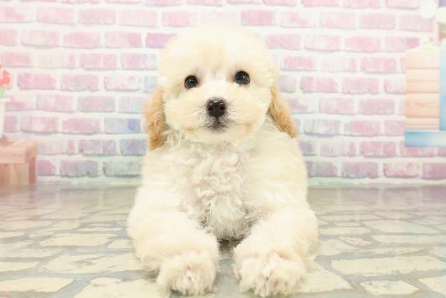 トイ・プードル