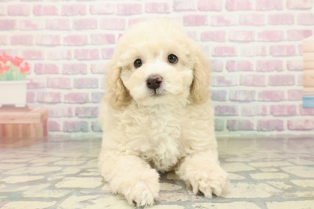 千葉県のトイプードル(トイ) (Coo&RIKU市原店/2025年10月26日生まれ/男の子/クリーム)の子犬の1枚目の画像