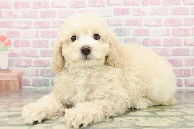 千葉県のトイプードル(トイ) (Coo&RIKU市原店/2025年10月26日生まれ/男の子/クリーム)の子犬の2枚目の画像