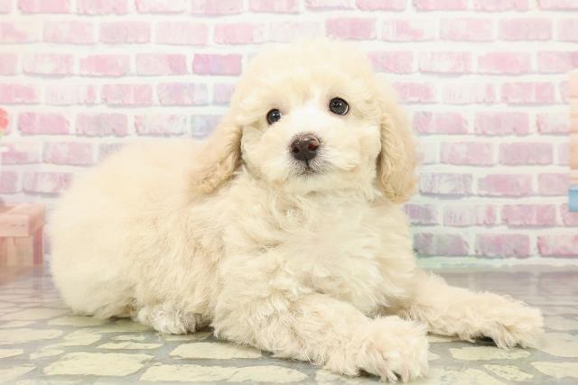 千葉県のトイプードル(トイ) (Coo&RIKU市原店/2025年10月26日生まれ/男の子/クリーム)の子犬の3枚目の画像