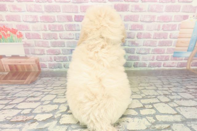 千葉県のトイプードル(トイ) (Coo&RIKU市原店/2025年10月26日生まれ/男の子/クリーム)の子犬の4枚目の画像