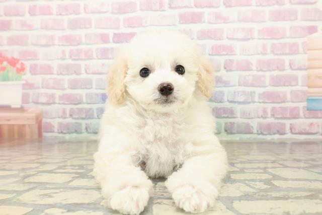 千葉県のトイプードル(トイ) (Coo&RIKU木更津店/2025年10月26日生まれ/男の子/クリーム)の子犬の1枚目の画像