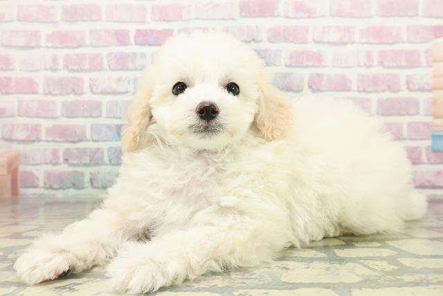 千葉県のトイプードル(トイ) (Coo&RIKU木更津店/2025年10月26日生まれ/男の子/クリーム)の子犬の2枚目の画像