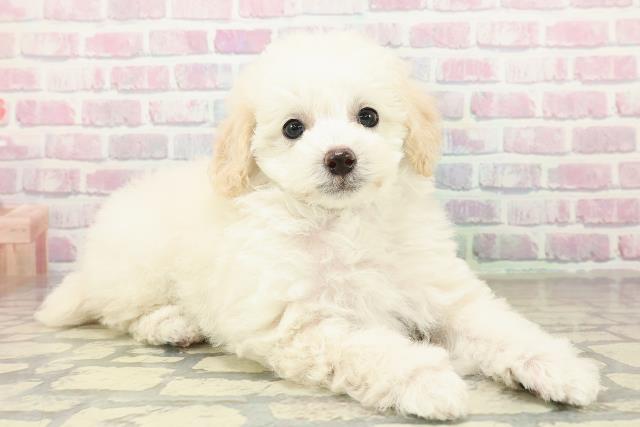 千葉県のトイプードル(トイ) (Coo&RIKU木更津店/2025年10月26日生まれ/男の子/クリーム)の子犬の3枚目の画像