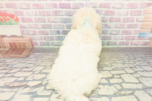 千葉県のトイプードル(トイ) (Coo&RIKU木更津店/2025年10月26日生まれ/男の子/クリーム)の子犬の4枚目の画像