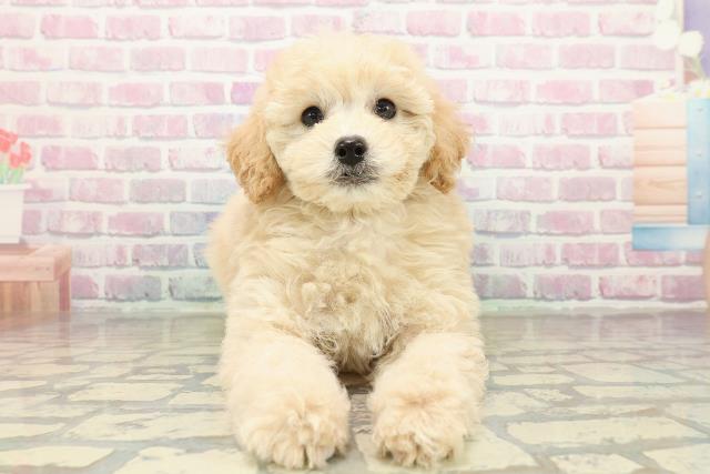 福島県のトイプードル(トイ) (Coo&RIKUいわき店/2025年10月26日生まれ/男の子/クリーム)の子犬の1枚目の画像