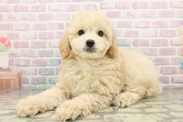 福島県のトイプードル(トイ) (Coo&RIKUいわき店/2025年10月26日生まれ/男の子/クリーム)の子犬の2枚目の画像