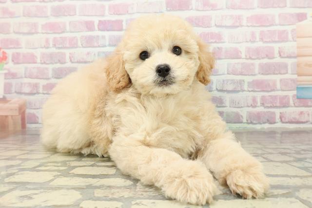 福島県のトイプードル(トイ) (Coo&RIKUいわき店/2025年10月26日生まれ/男の子/クリーム)の子犬の3枚目の画像