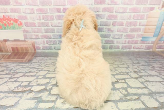 福島県のトイプードル(トイ) (Coo&RIKUいわき店/2025年10月26日生まれ/男の子/クリーム)の子犬の4枚目の画像