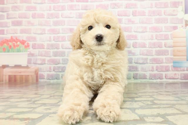 埼玉県のトイプードル(トイ) (Coo&RIKU所沢店/2025年10月26日生まれ/男の子/クリーム)の子犬の1枚目の画像