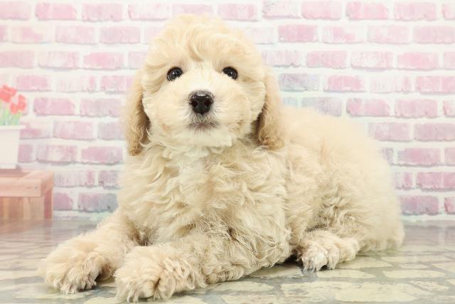 埼玉県のトイプードル(トイ) (Coo&RIKU所沢店/2025年10月26日生まれ/男の子/クリーム)の子犬の2枚目の画像